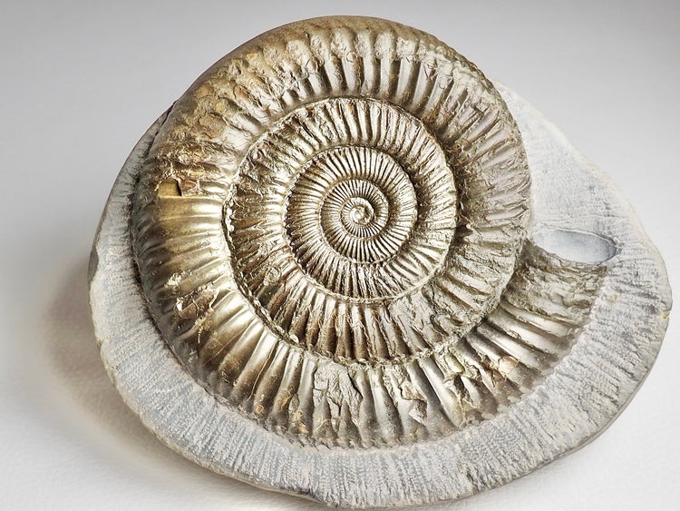 Ammonite Fossils