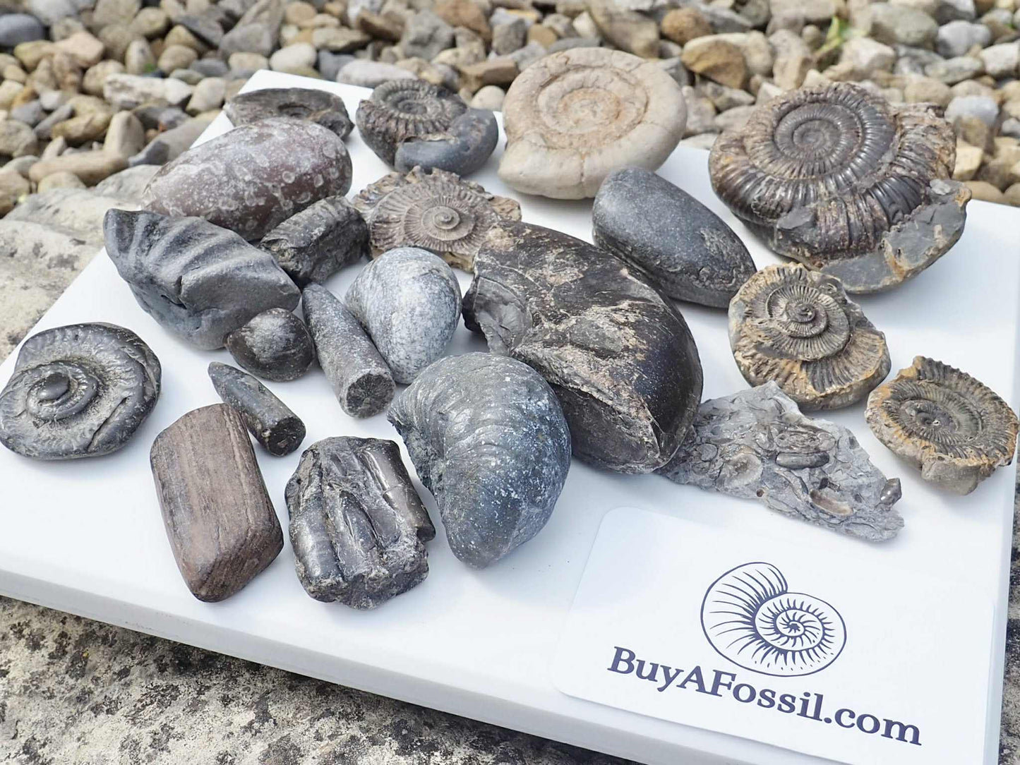 Children's Fossil Box