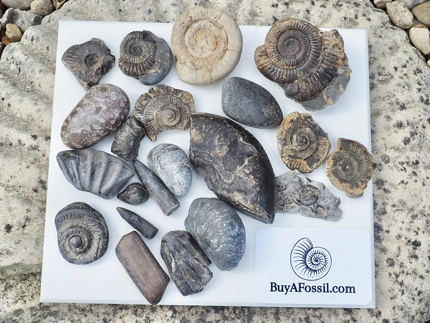 Children's Fossil Box