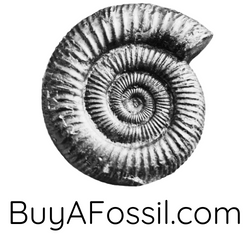 BuyAFossil