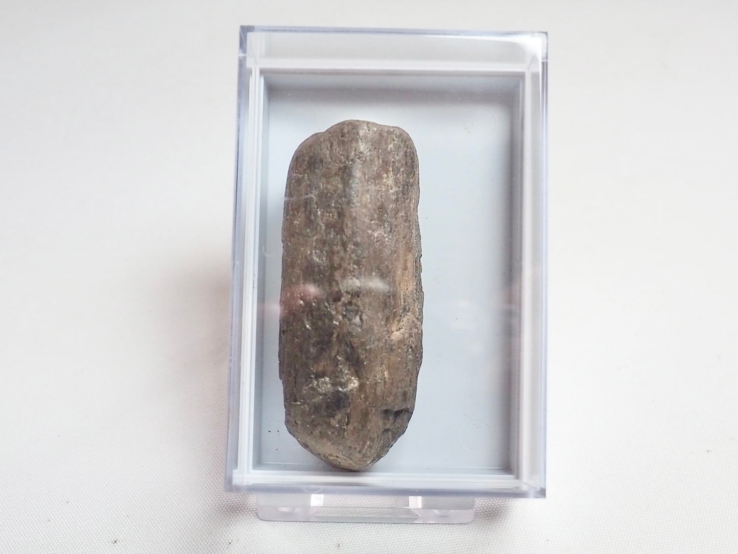 Fossil Wood - Boxed Specimen - Pick N Mix