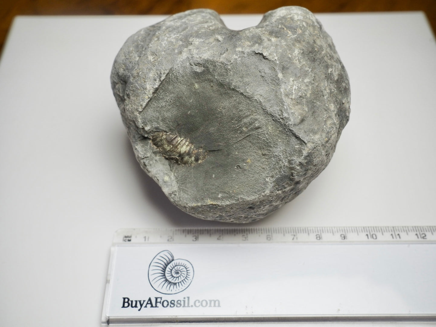 Whitby Ammonite Nodule – Unprepared Jurassic Fossil – Yorkshire Coast