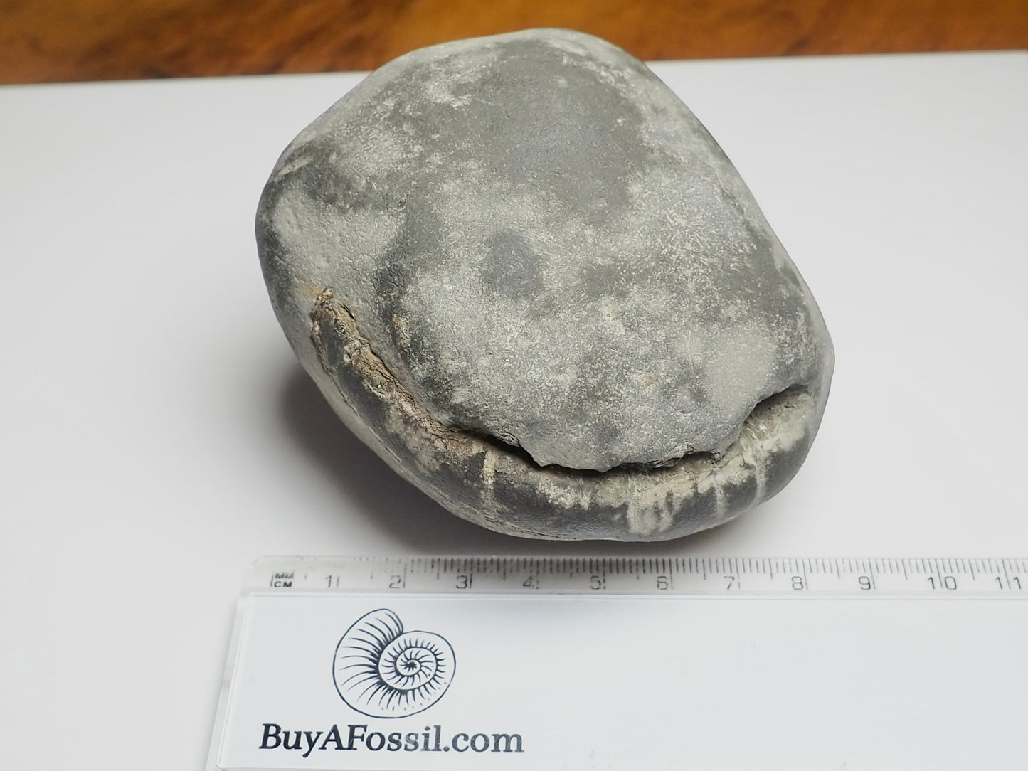 Whitby Ammonite Nodule – Unprepared Jurassic Fossil – Yorkshire Coast
