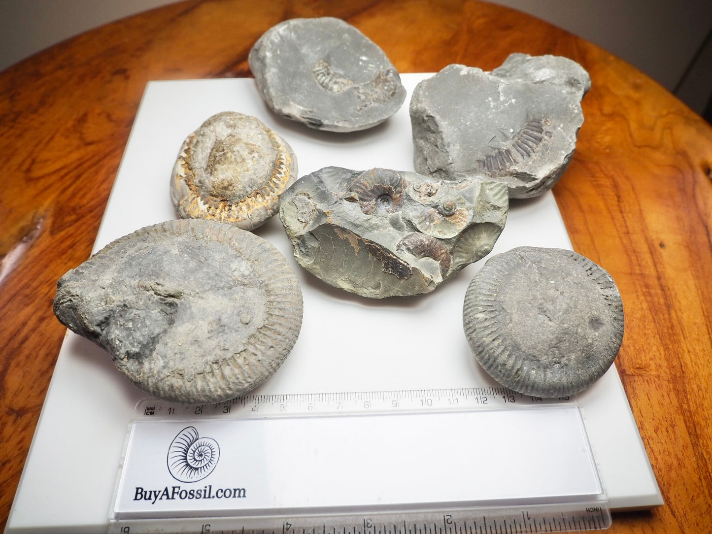 Prep Your Own Fossils – Unprepared Whitby Fossil Box – Yorkshire Coast Jurassic Fossils