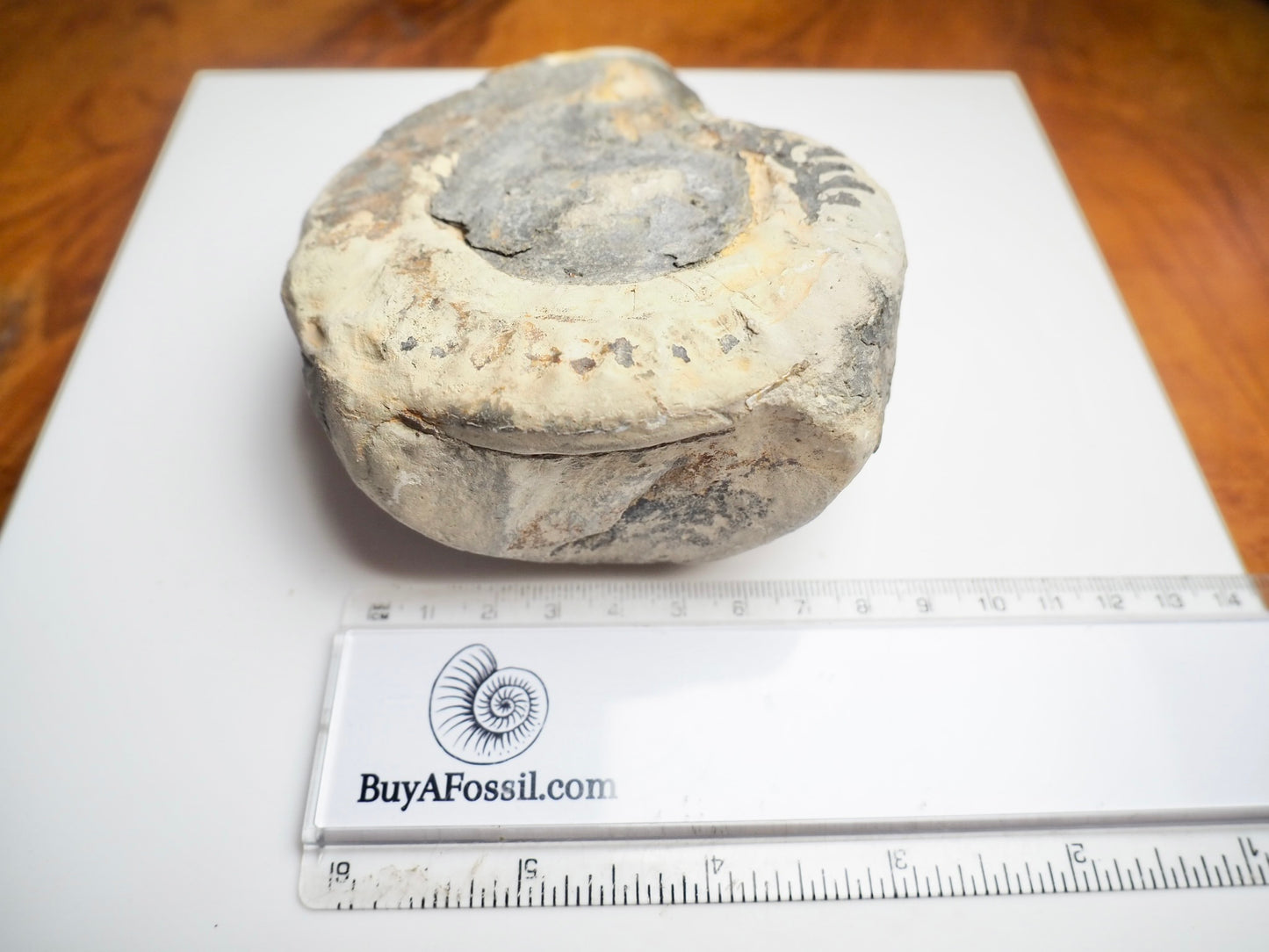 Whitby Ammonite Nodule – Unprepared Jurassic Fossil – Yorkshire Coast