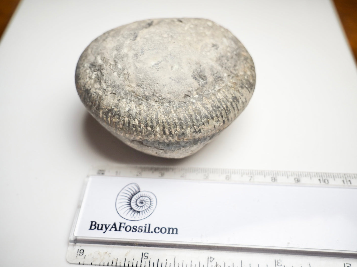 Whitby Ammonite Nodule – Unprepared Jurassic Fossil – Yorkshire Coast