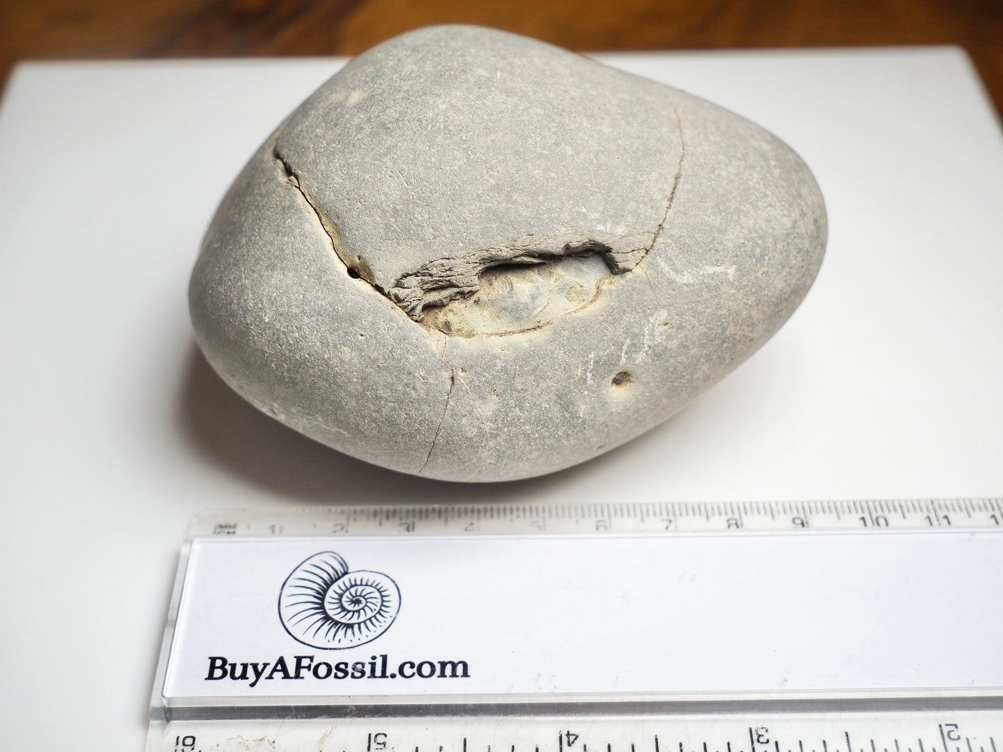 Whitby Ammonite Nodule – Unprepared Jurassic Fossil – Yorkshire Coast