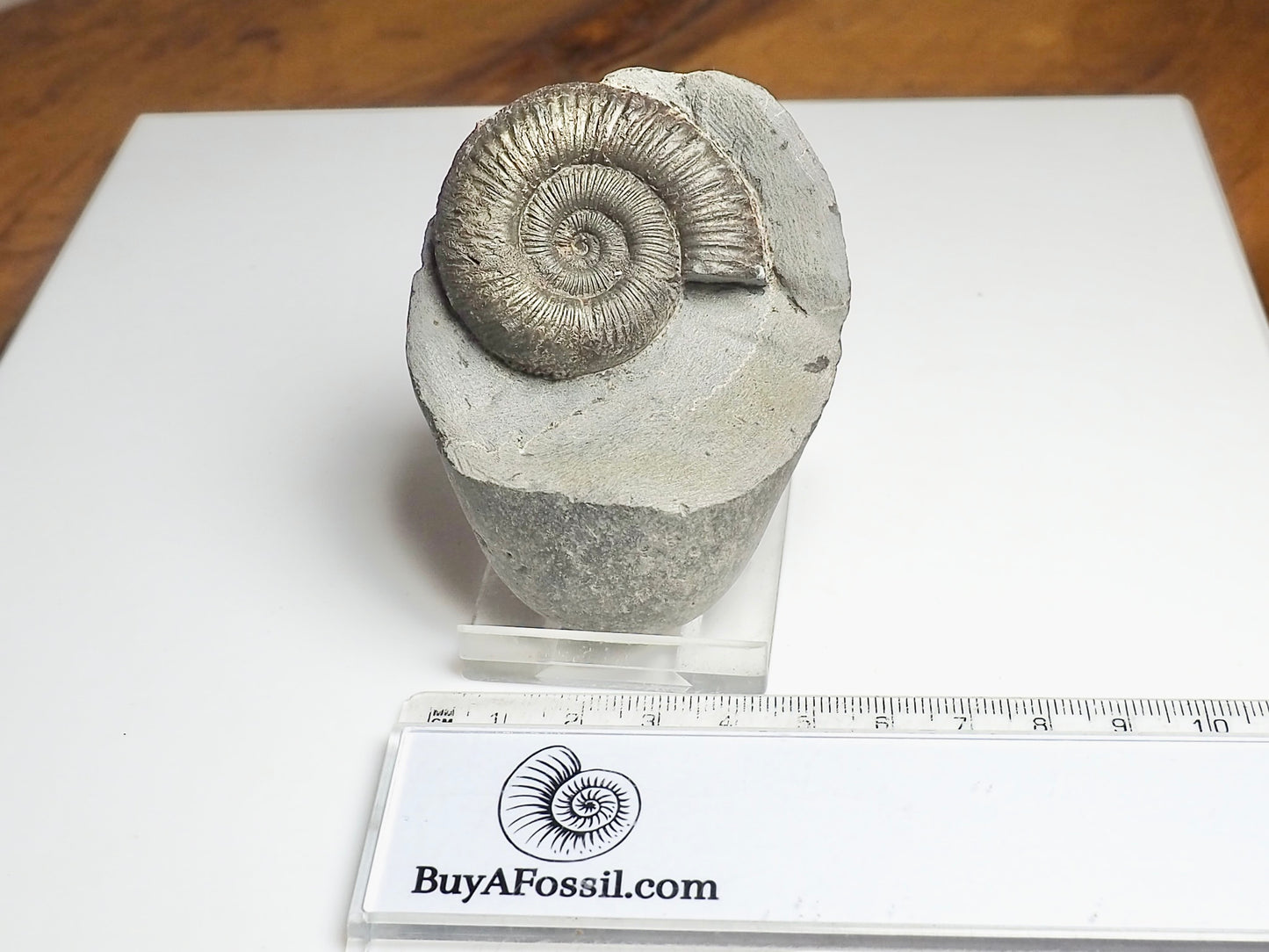 Dactylioceras Ammonite Fossil – Whitby Yorkshire Coast – Jurassic