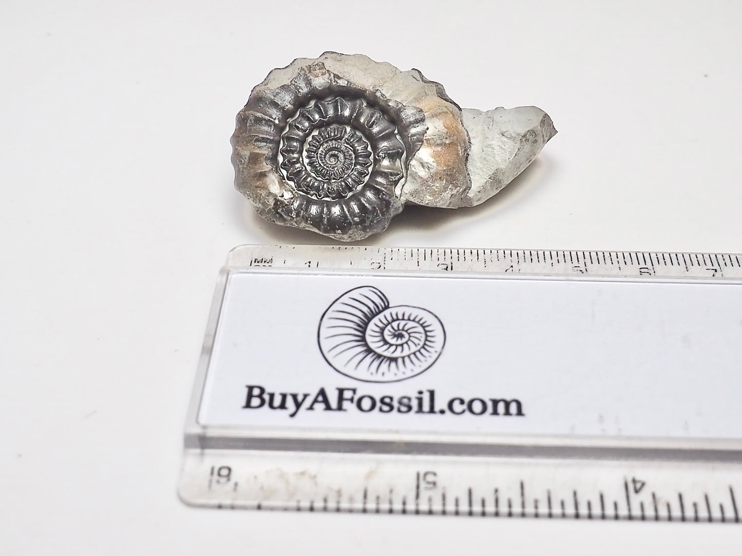 Gagaticeras Ammonite Fossil – Whitby Yorkshire Coast – 200 Million Year Old Jurassic