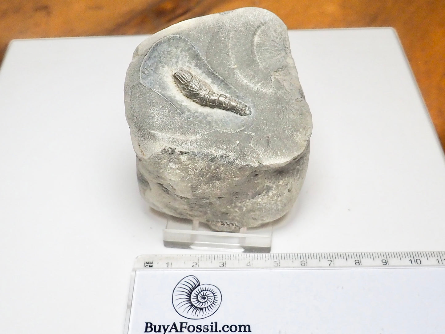 Jurassic Fossil Lobster – Expertly Finished – Yorkshire Coast Whitby