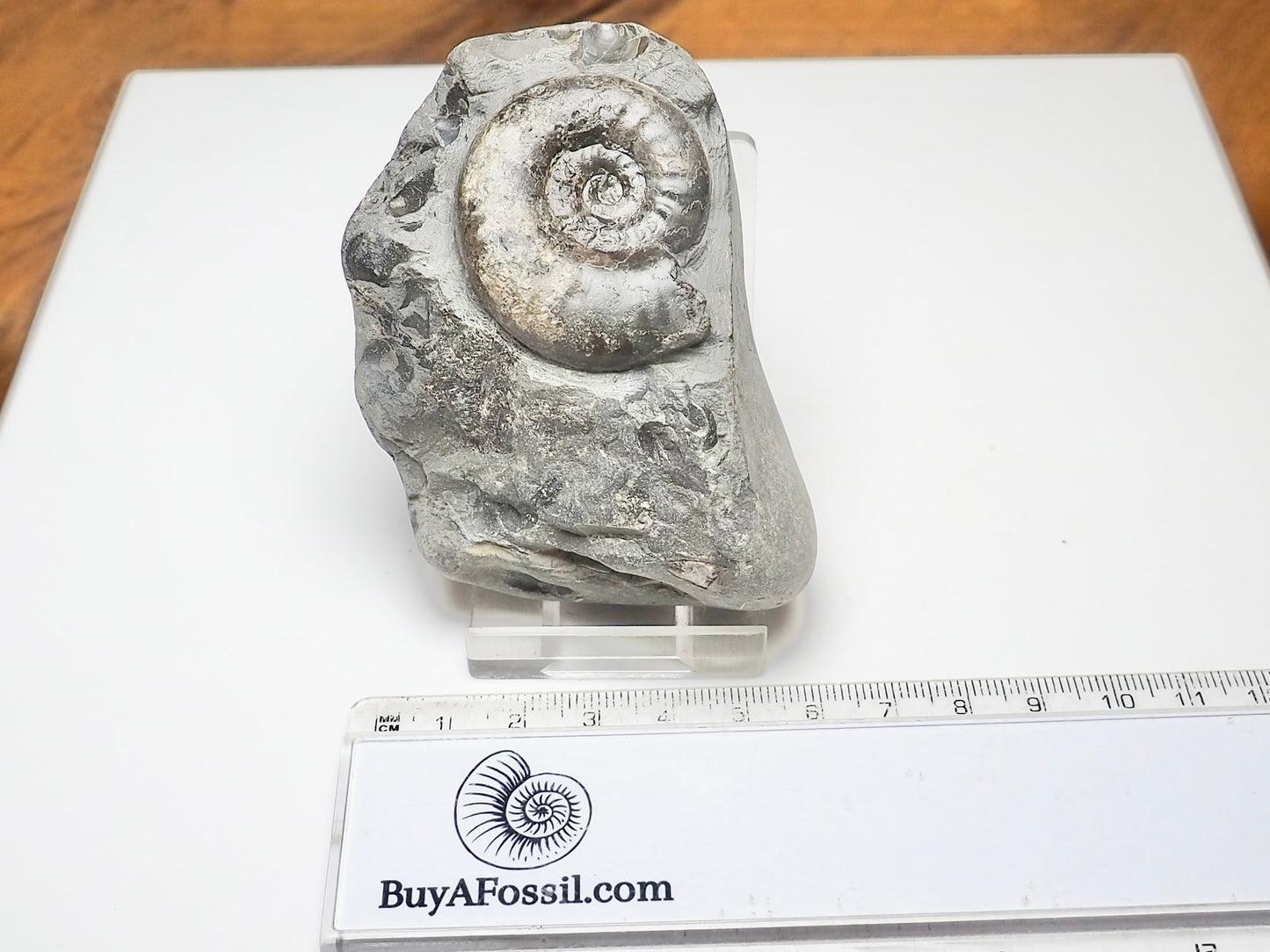 Grammoceras Ammonite Fossil – Whitby Yorkshire Coast – Jurassic