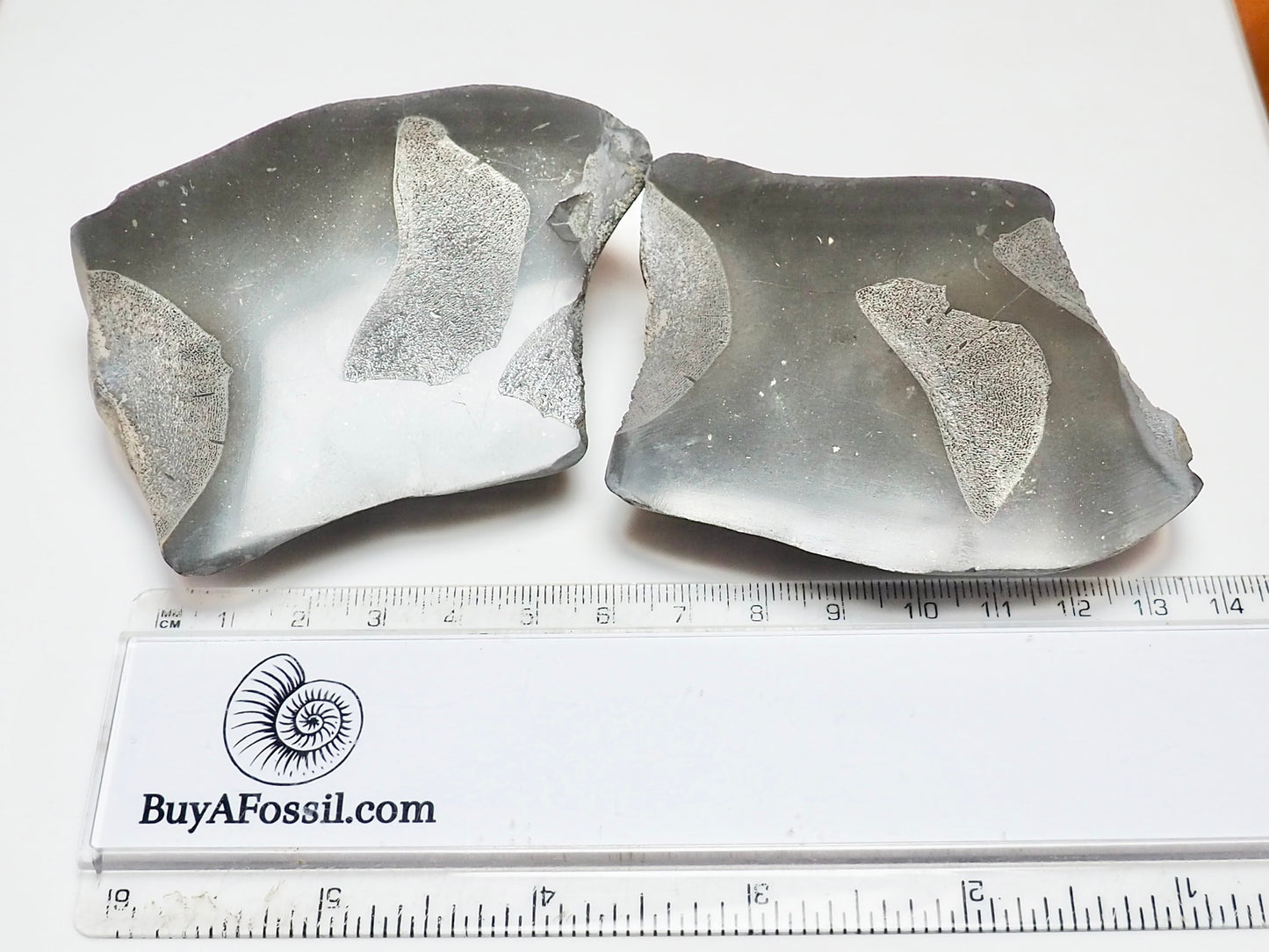 Cut & Polished Ichthyosaur Vertebra Fossil – Whitby Yorkshire Coast – Jurassic