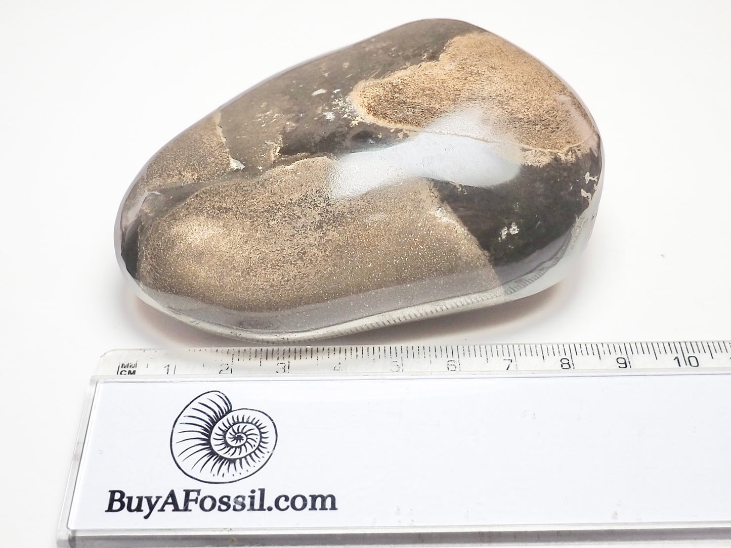 Polished Fossil Bone Paperweight – Possible Ichthyosaur – Whitby Yorkshire Coast Jurassic