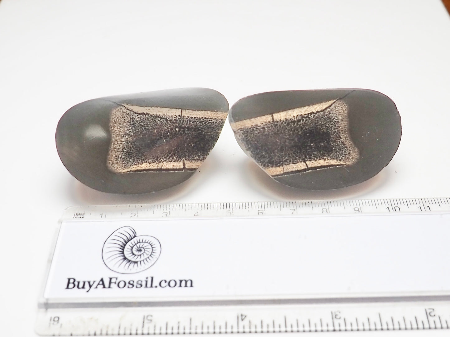 Cut & Polished Ichthyosaur Paddle Bone Fossil – Whitby Yorkshire Coast – Jurassic