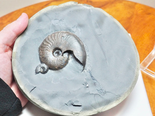 Eleganticeras Ammonites in Cannonball Nodule – Expertly Cleaned – Whitby Yorkshire Coast Jurassic