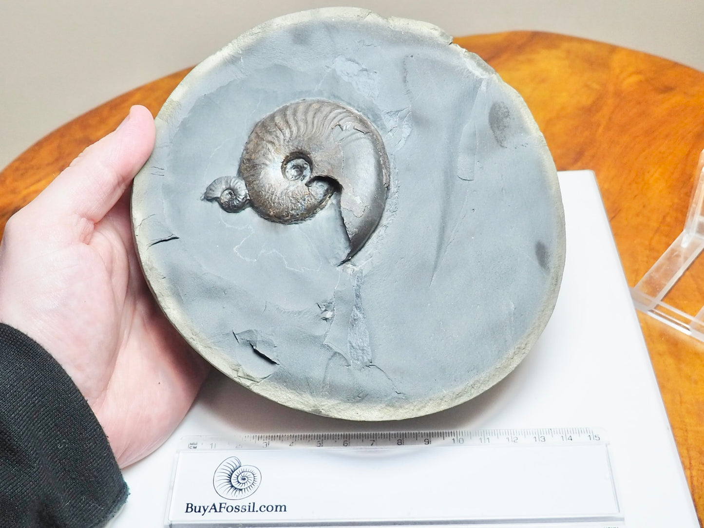 Eleganticeras Ammonites in Cannonball Nodule – Expertly Cleaned – Whitby Yorkshire Coast Jurassic