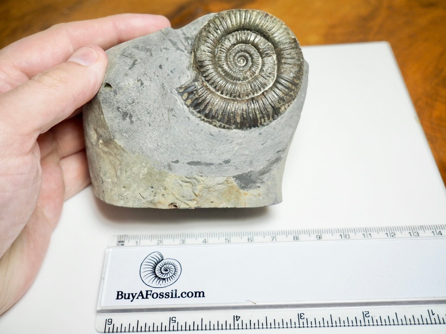 Dactylioceras Ammonite Fossil with Cut Base – Yorkshire Coast, Whitby
