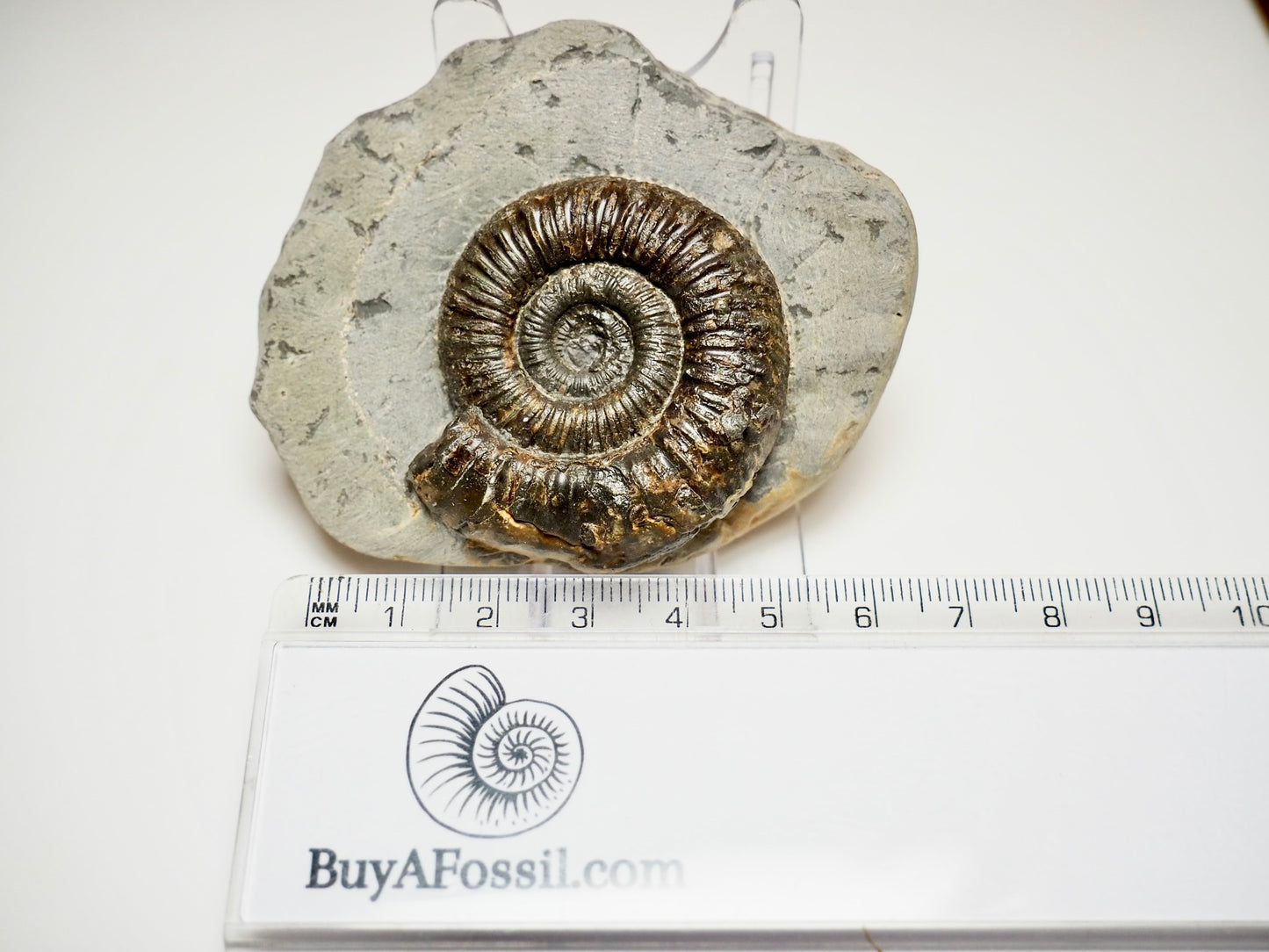 Jurassic Peronoceras Ammonite Fossil – Whitby, Yorkshire Coast