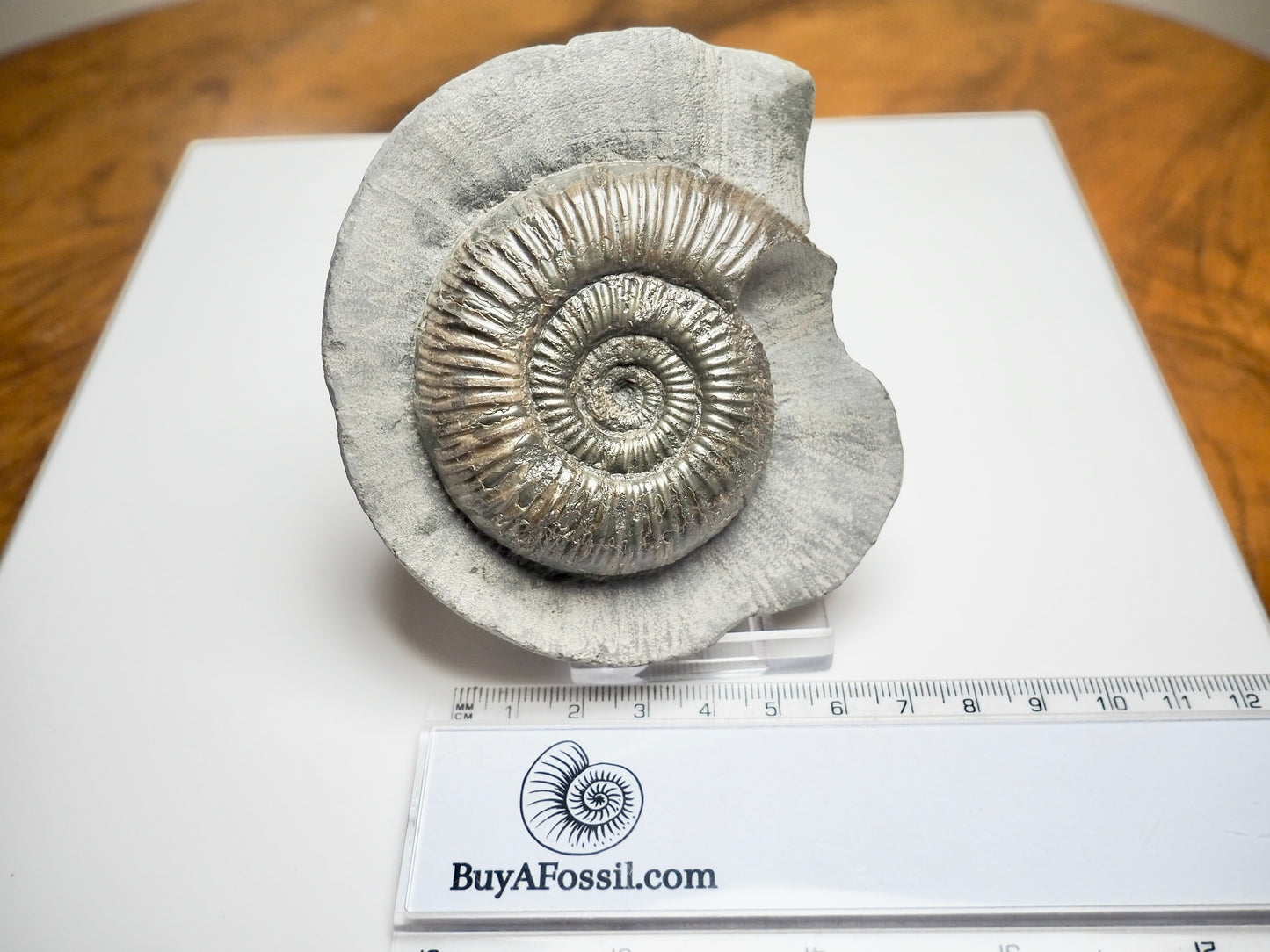 Dactylioceras semicelatum Ammonite Fossil – Jurassic Whitby, Yorkshire Coast