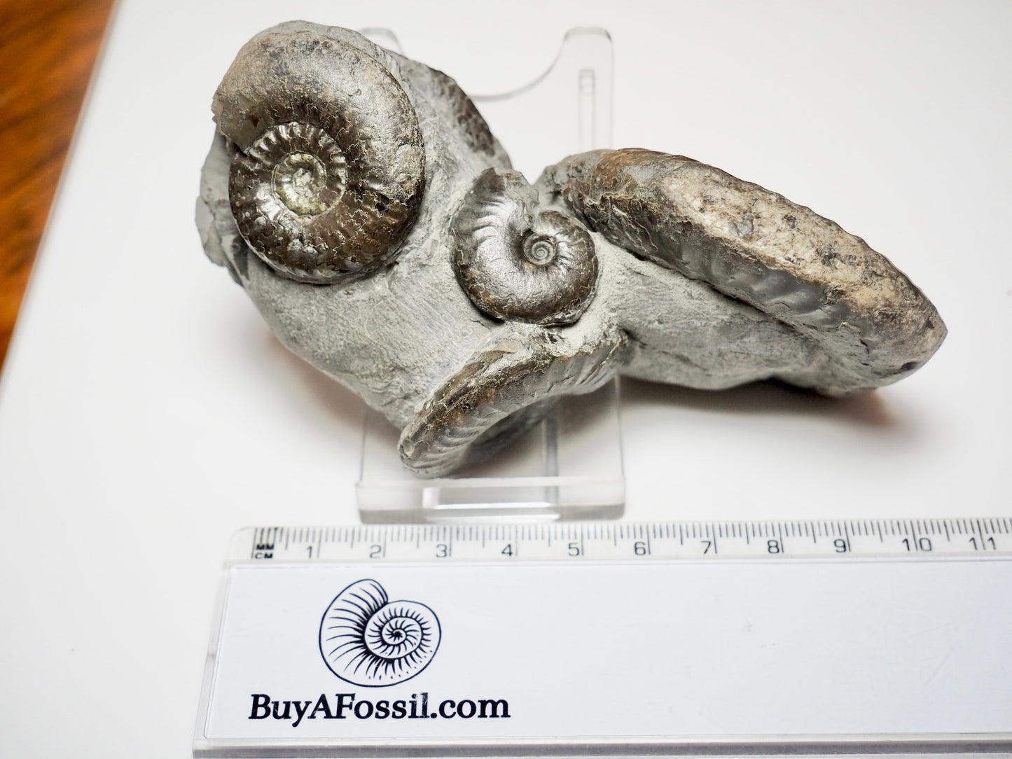 Grammoceras Ammonite Cluster with Pseudolioceras – Whitby Jurassic, Yorkshire Coast