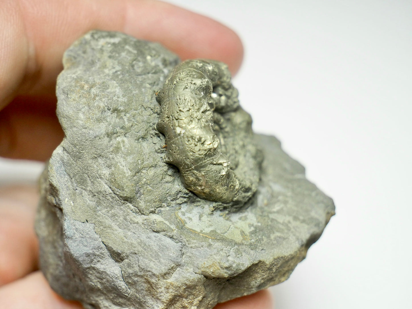 Rare Bifericeras bifer Ammonite Fossil – Lower Lias, Robin Hood’s Bay Jurassic