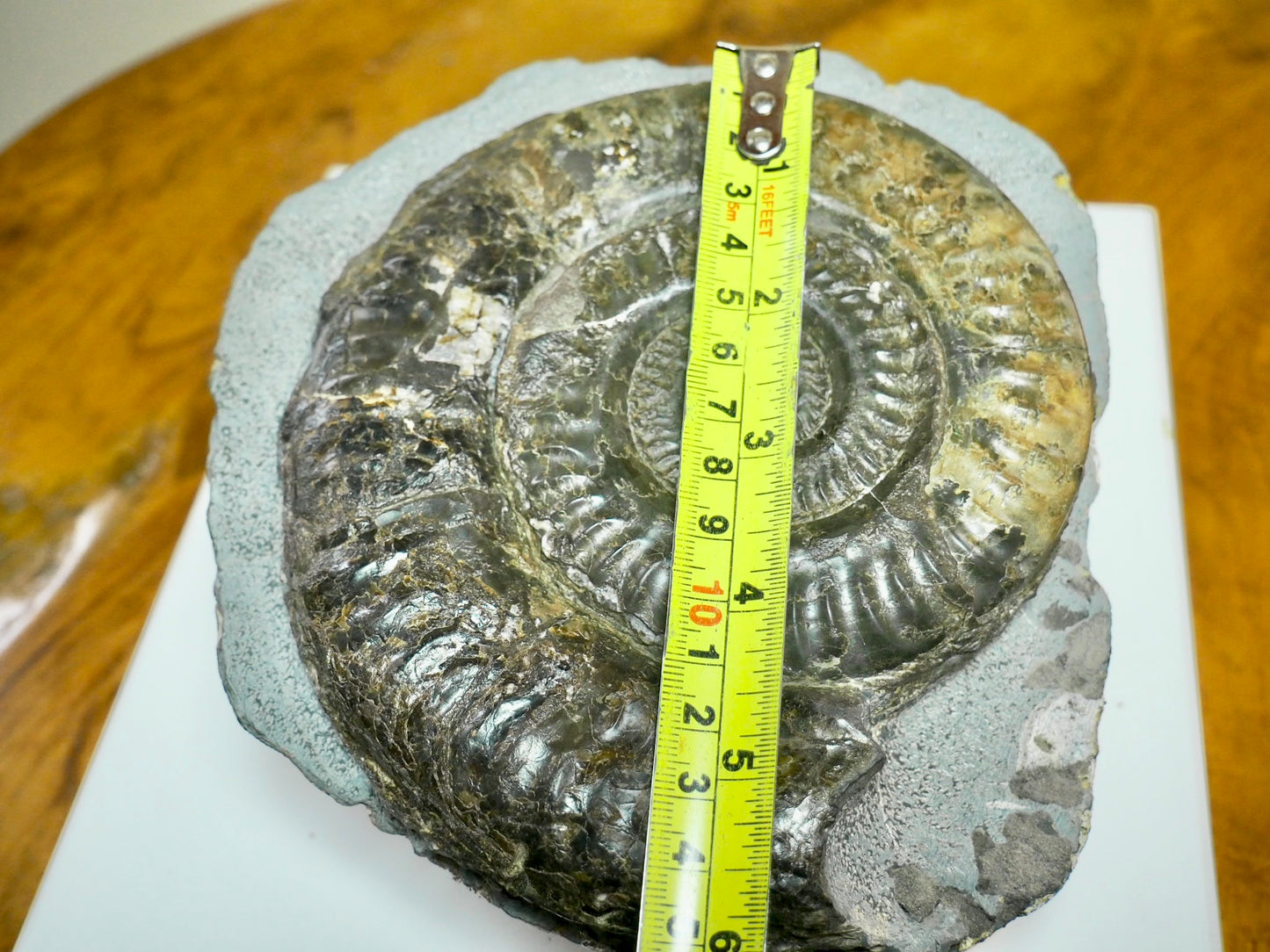 Large Hildoceras Ammonite Fossil – 6” Whitby Yorkshire Coast Jurassic