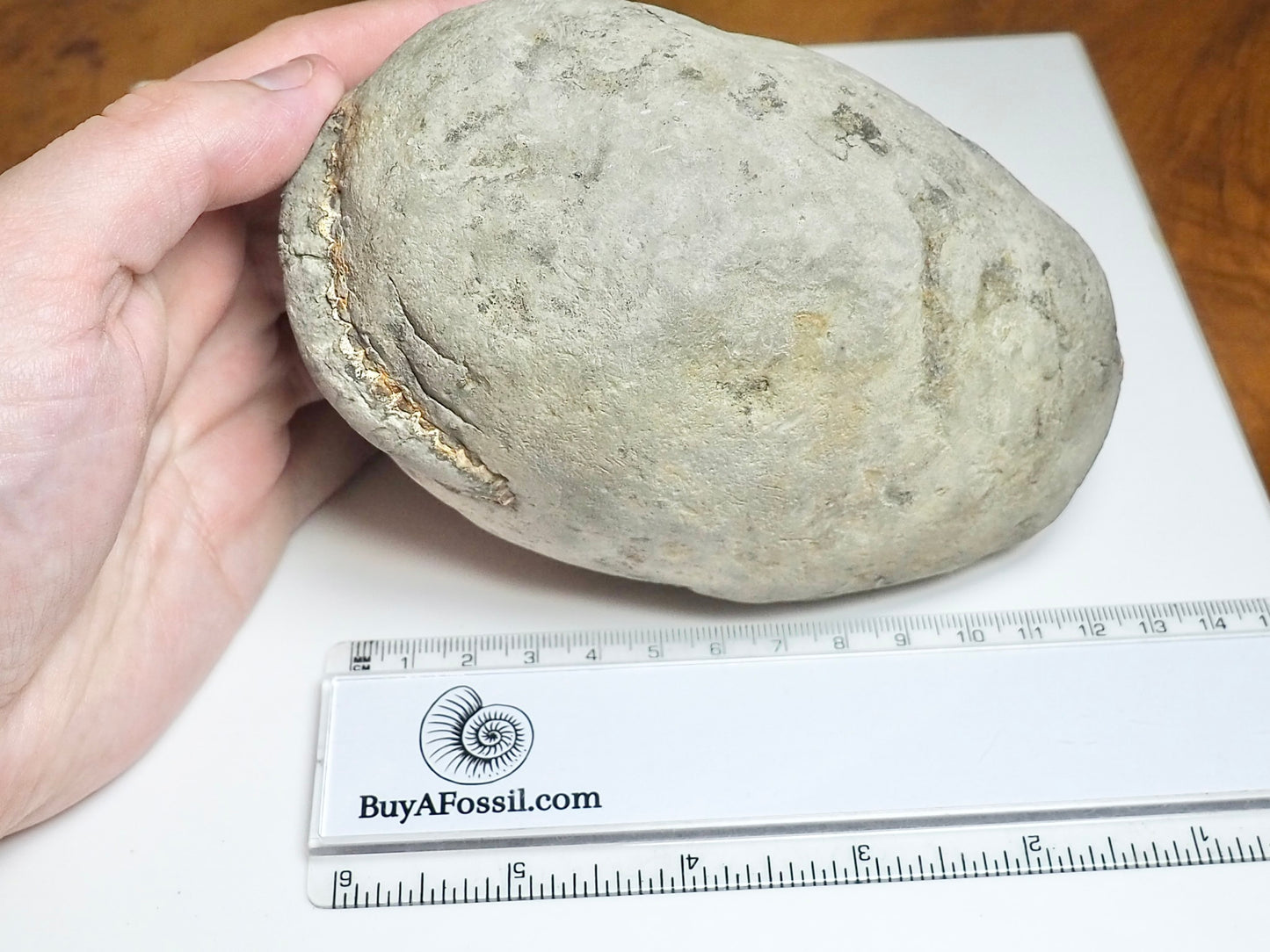 Whitby Ammonite Nodule – Unprepared Jurassic Fossil – Yorkshire Coast