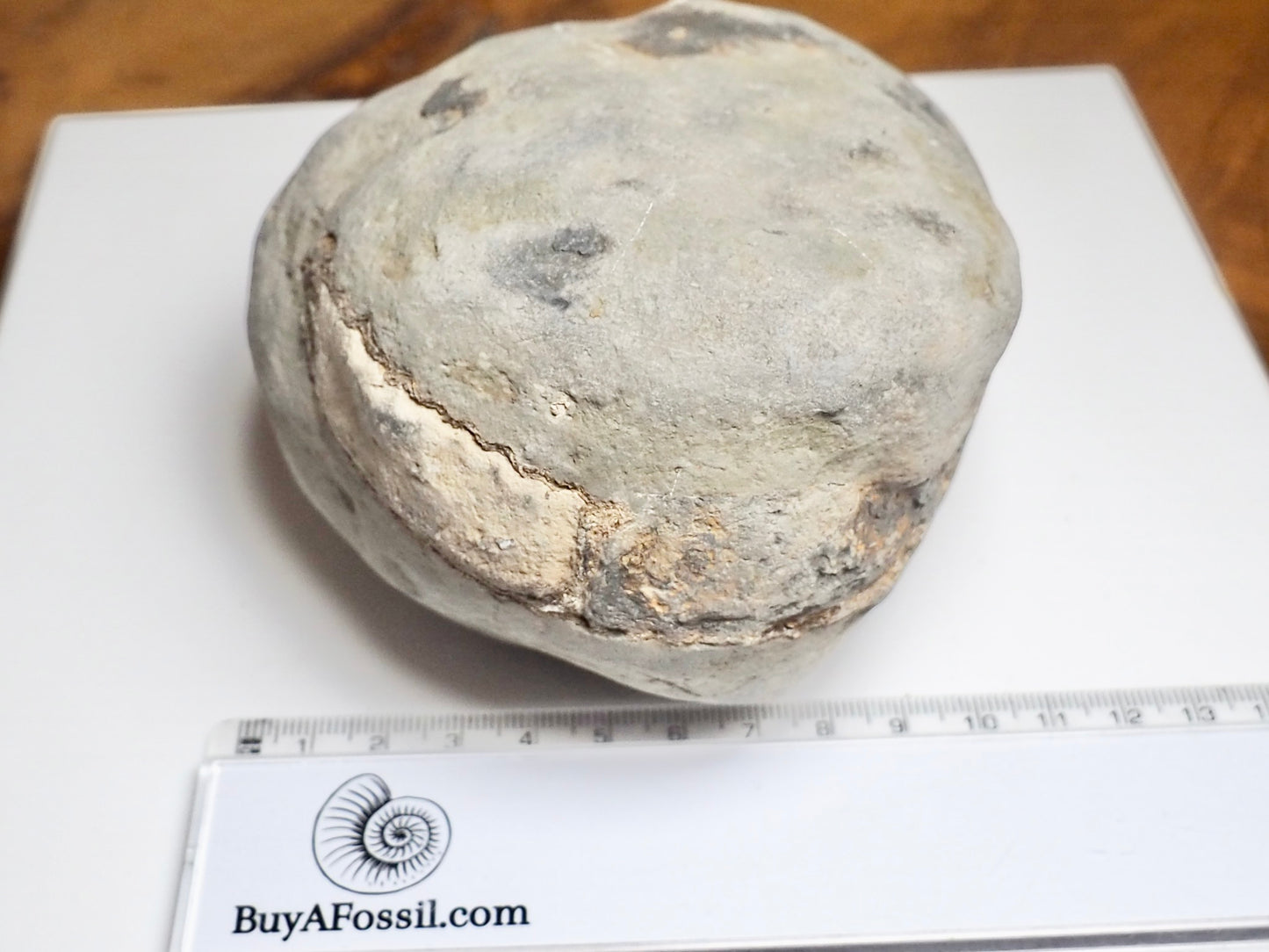 Whitby Ammonite Nodule – Unprepared Jurassic Fossil – Yorkshire Coast