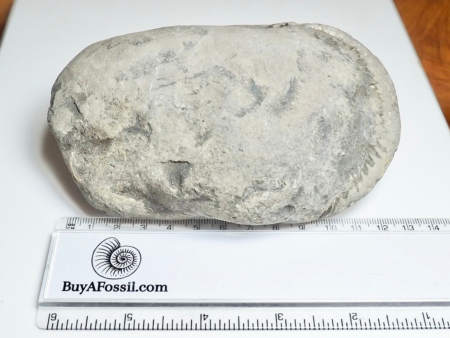 Whitby Ammonite Nodule – Unprepared Jurassic Fossil – Yorkshire Coast