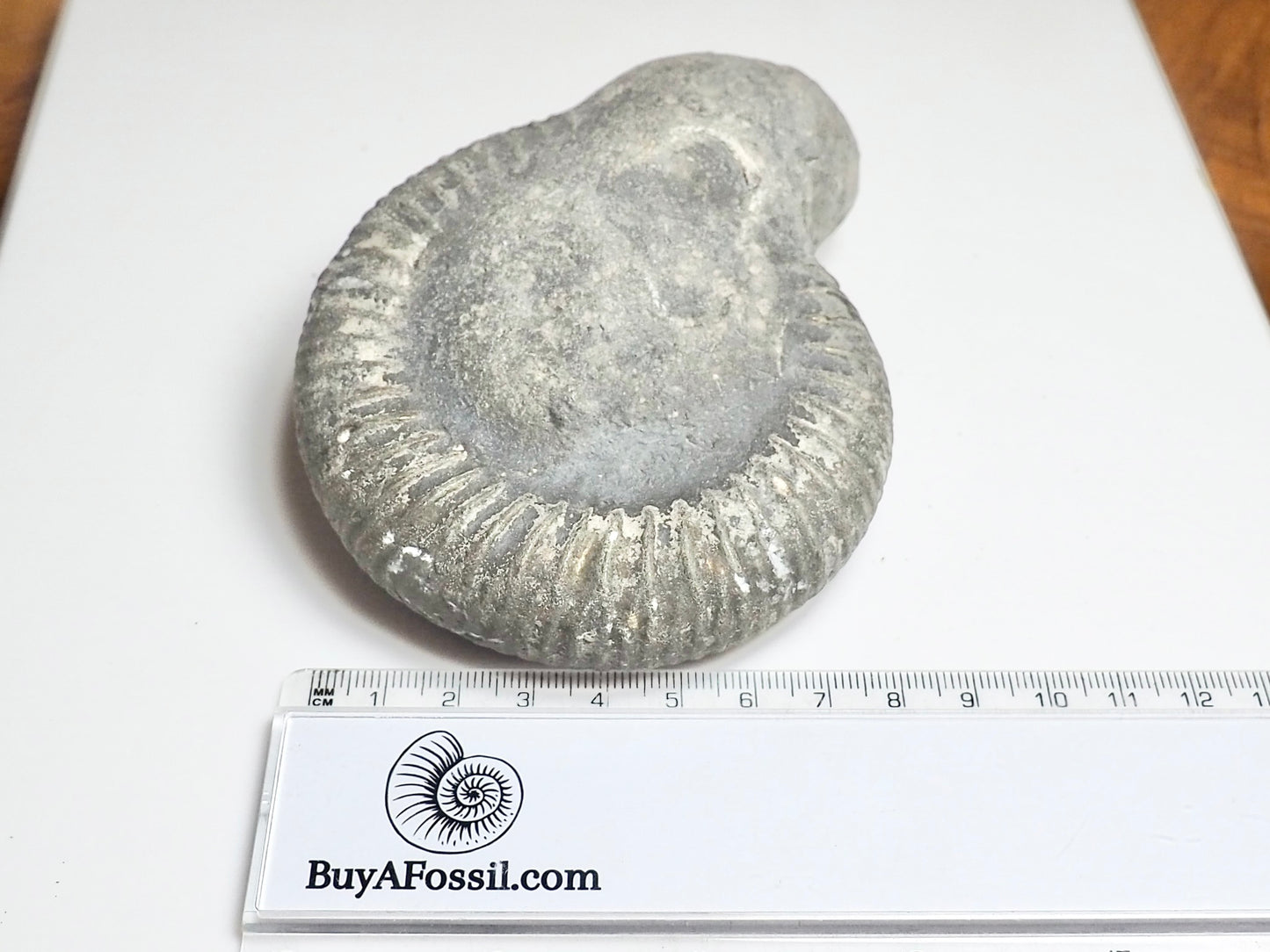 Whitby Ammonite Nodule – Unprepared Jurassic Fossil – Yorkshire Coast