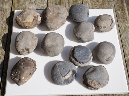 12x Small Ammonite Nodules – Yorkshire Coast Fossils | Crack Your Own | Prep Practice Kit
