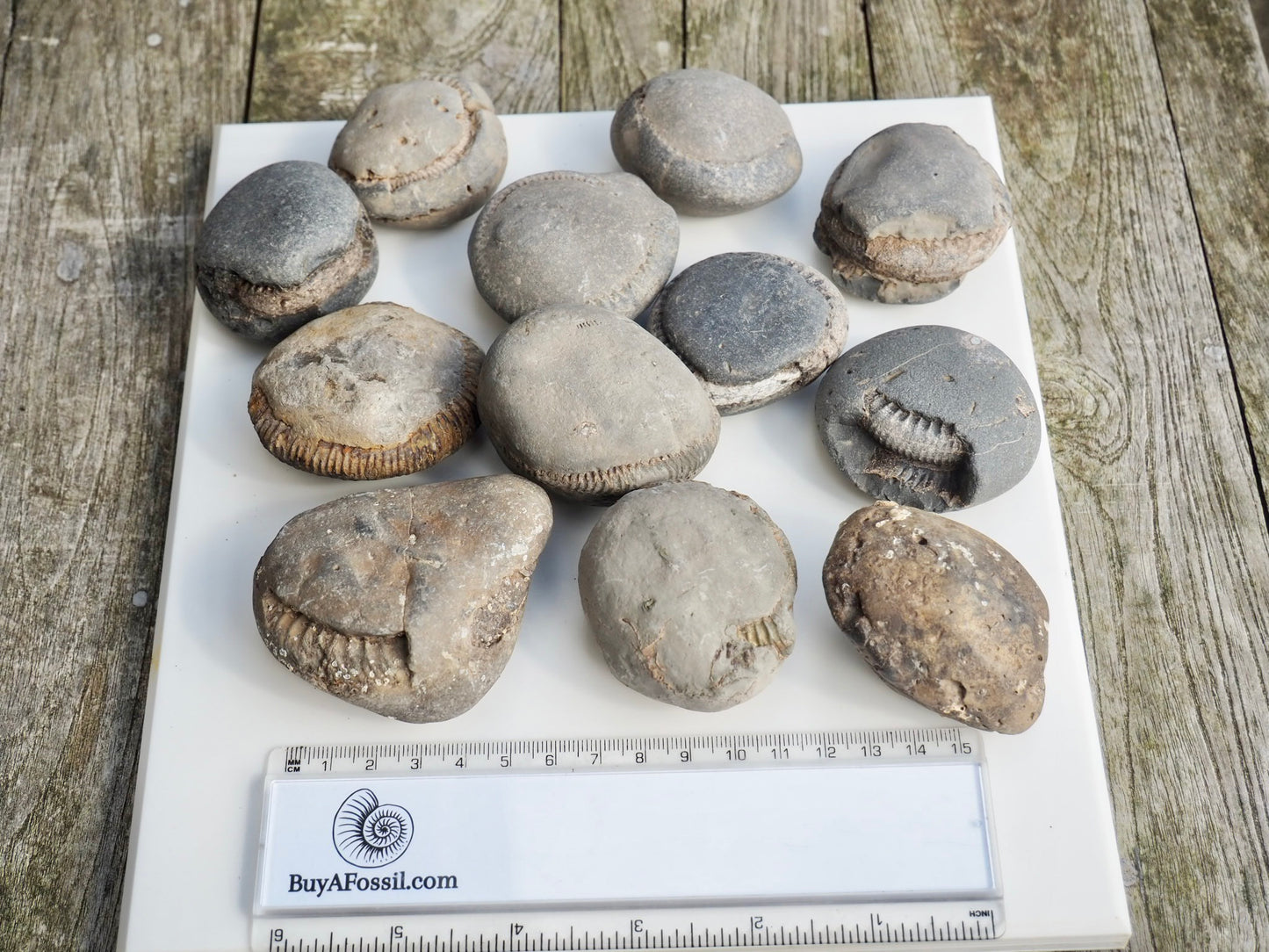 12x Small Ammonite Nodules – Yorkshire Coast Fossils | Crack Your Own | Prep Practice Kit