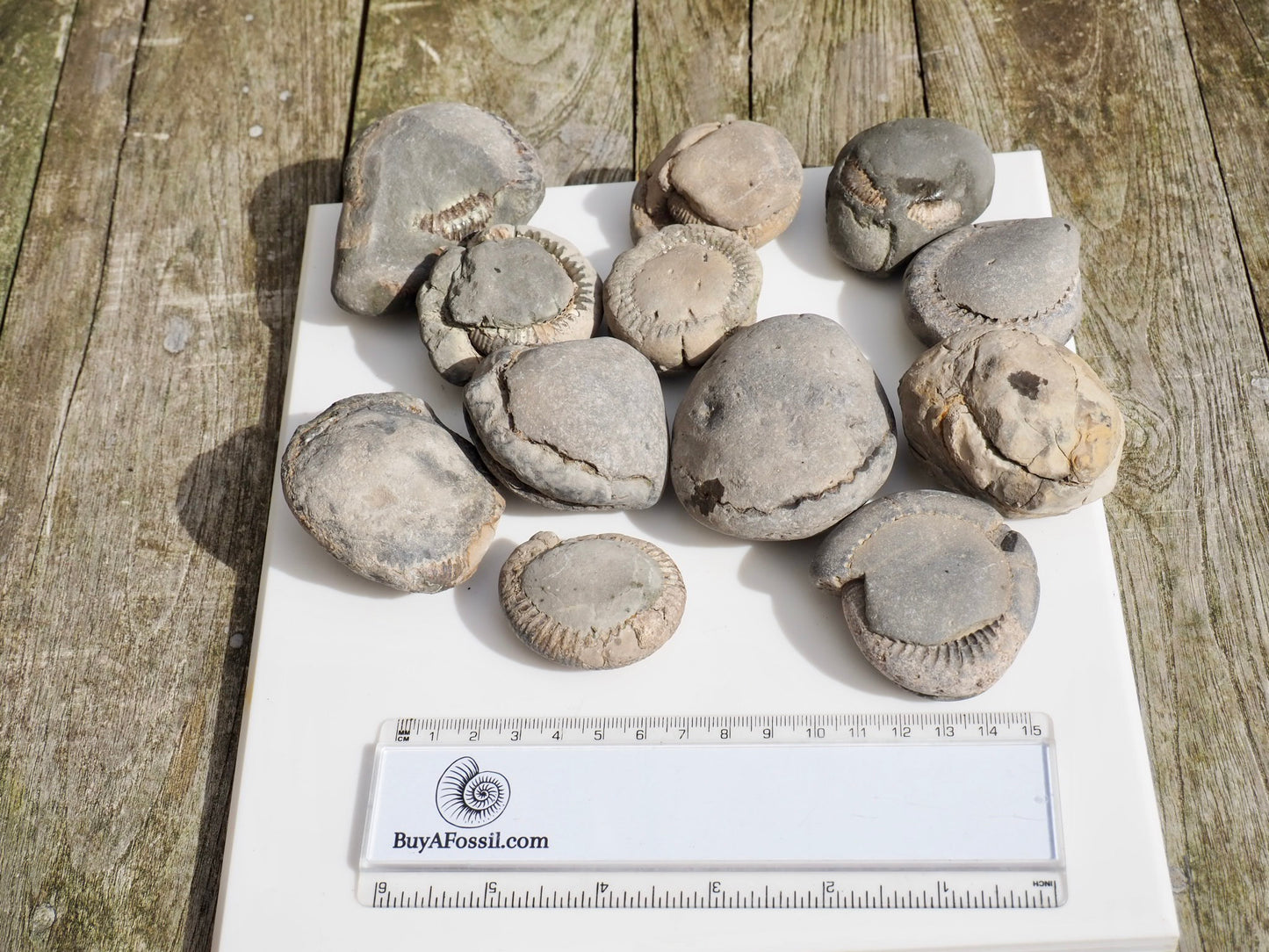 12x Small Ammonite Nodules – Yorkshire Coast Fossils | Crack Your Own | Prep Practice Kit