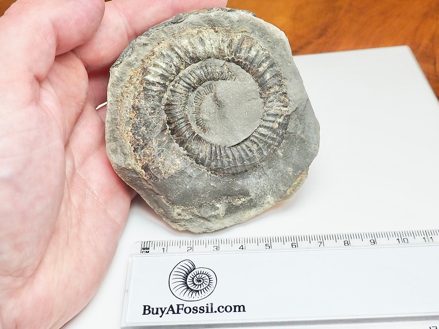 Whitby Ammonite Nodule – Unprepared Jurassic Fossil – Yorkshire Coast