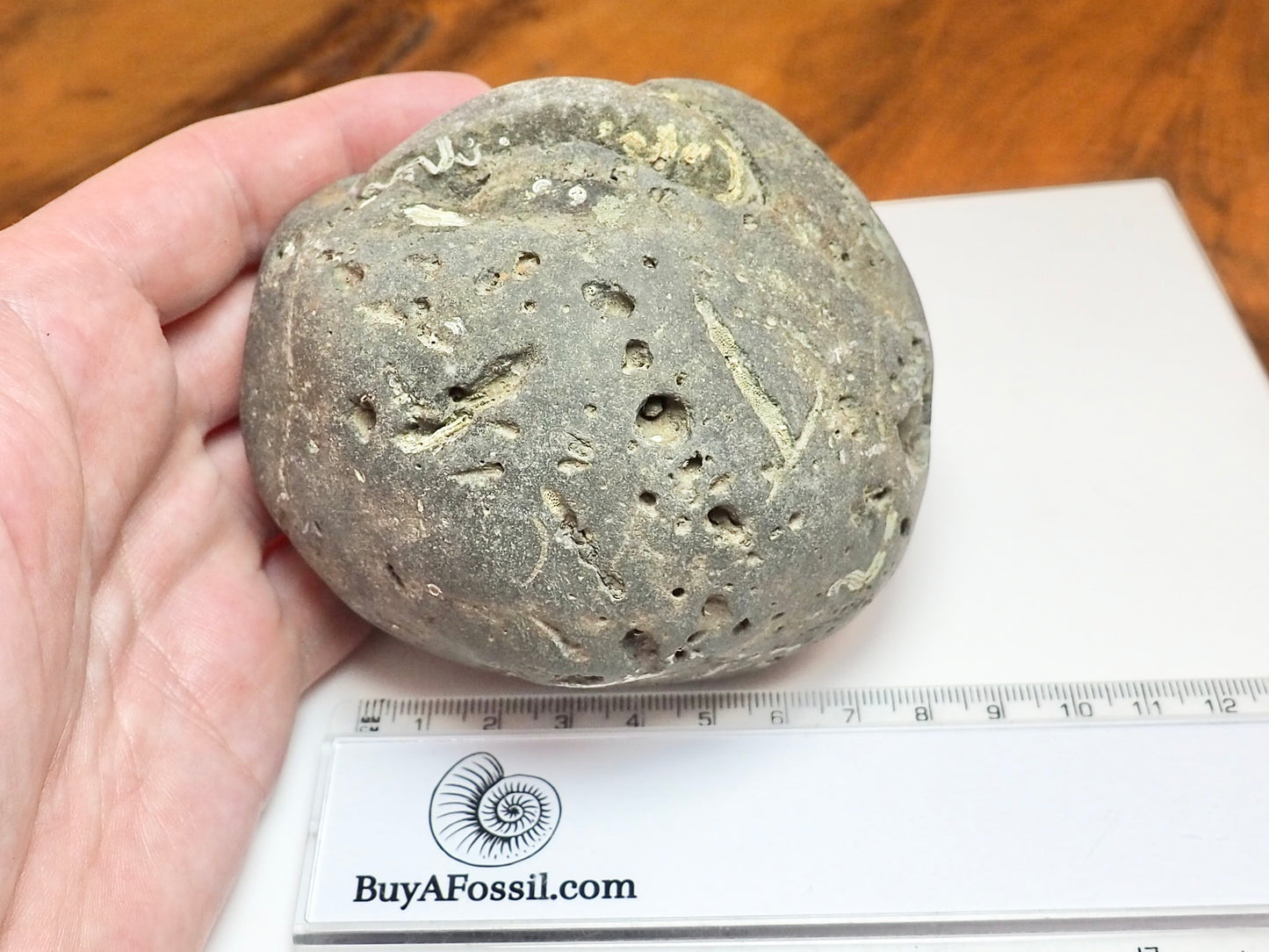 Whitby Ammonite Nodule – Unprepared Jurassic Fossil – Yorkshire Coast