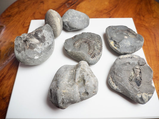 Prepare Your Own Fossils