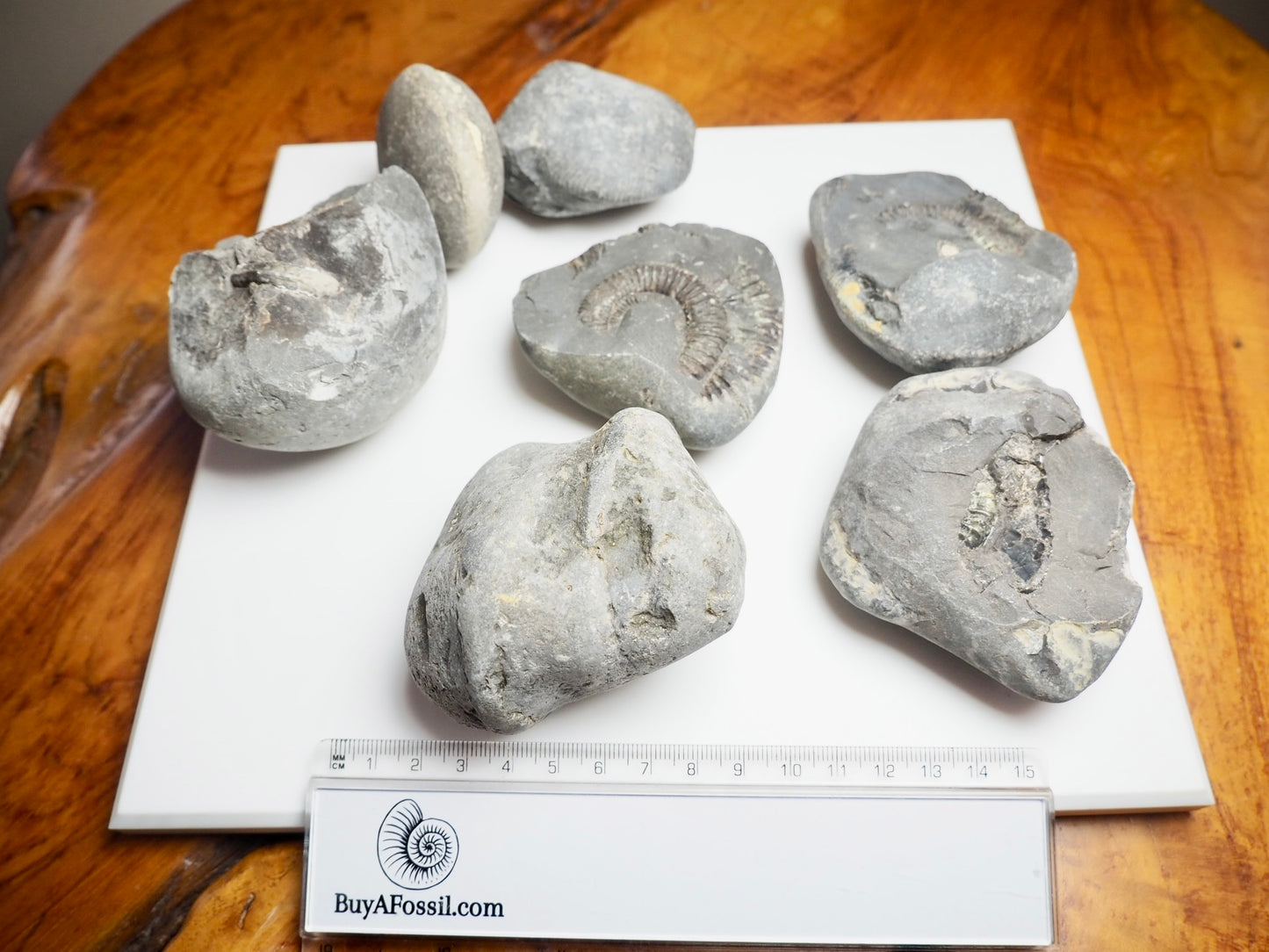 Prepare Your Own Fossils