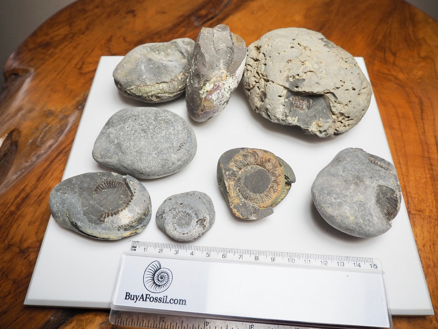 Prepare Your Own Fossils