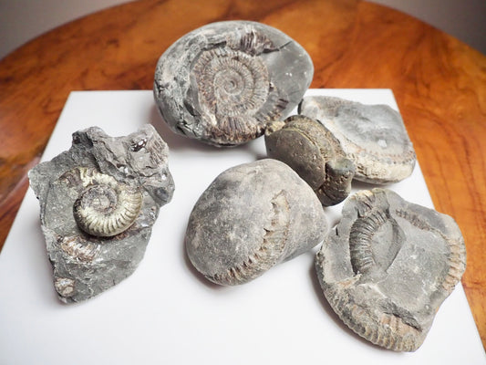 Prepare Your Own Fossils
