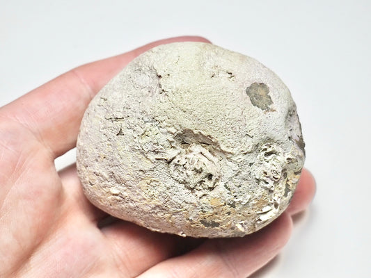 Dactylioceras POS/NEG