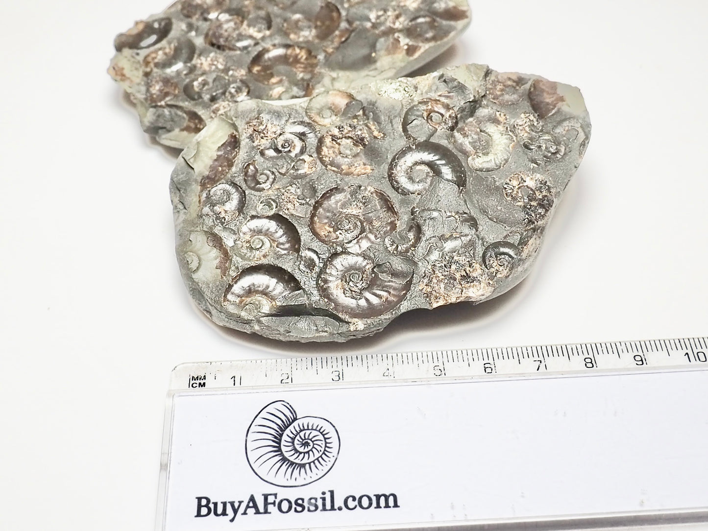 Eleganticeras Cluster POS/NEG