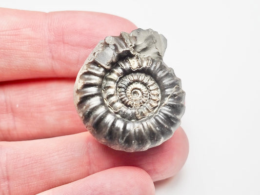 Gagaticeras Gagateum