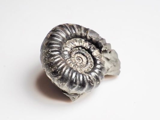 Gagaticeras Gagateum