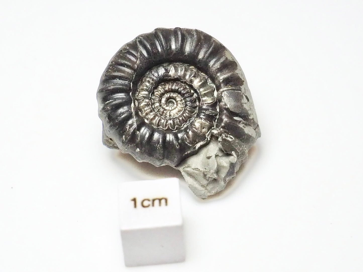 Gagaticeras Gagateum