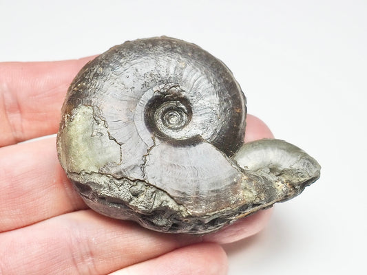 Eleganticeras Elegantulum