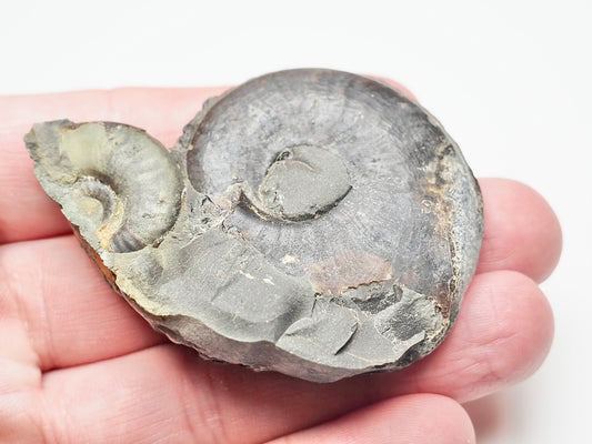 Eleganticeras Elegantulum