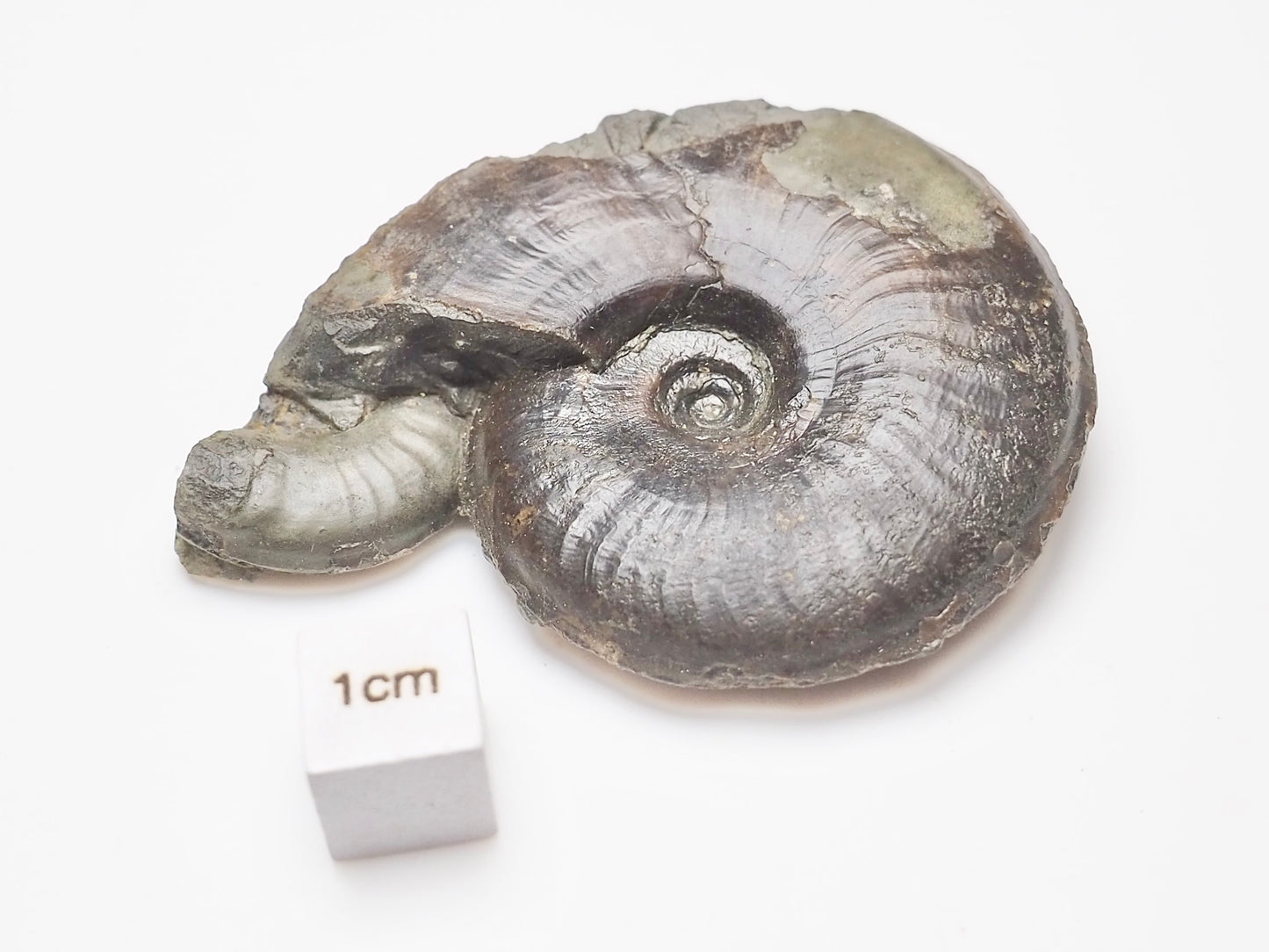 Eleganticeras Elegantulum