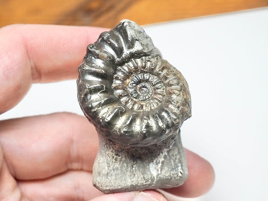 Pleuroceras Hawskerense