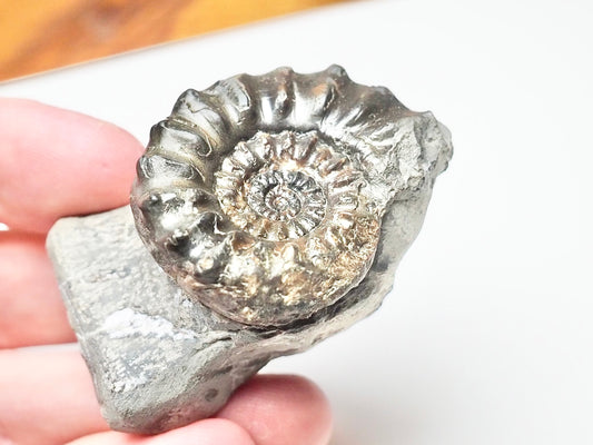 Pleuroceras Hawskerense