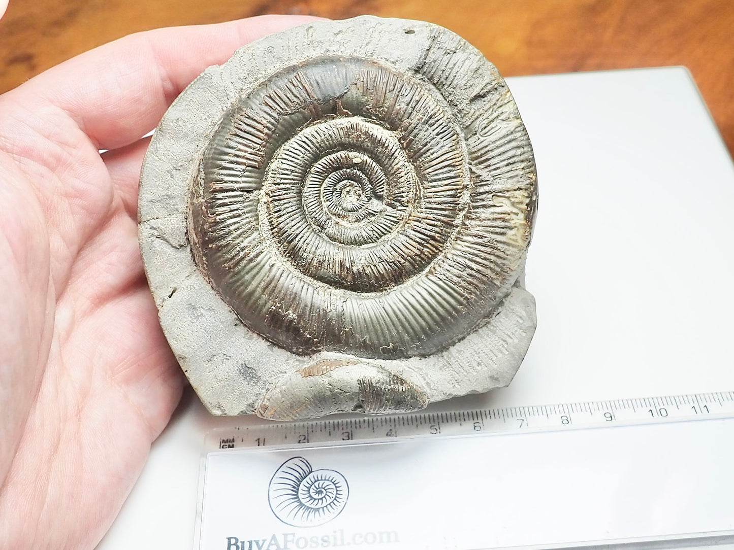 Dactylioceras Tenuicostatum